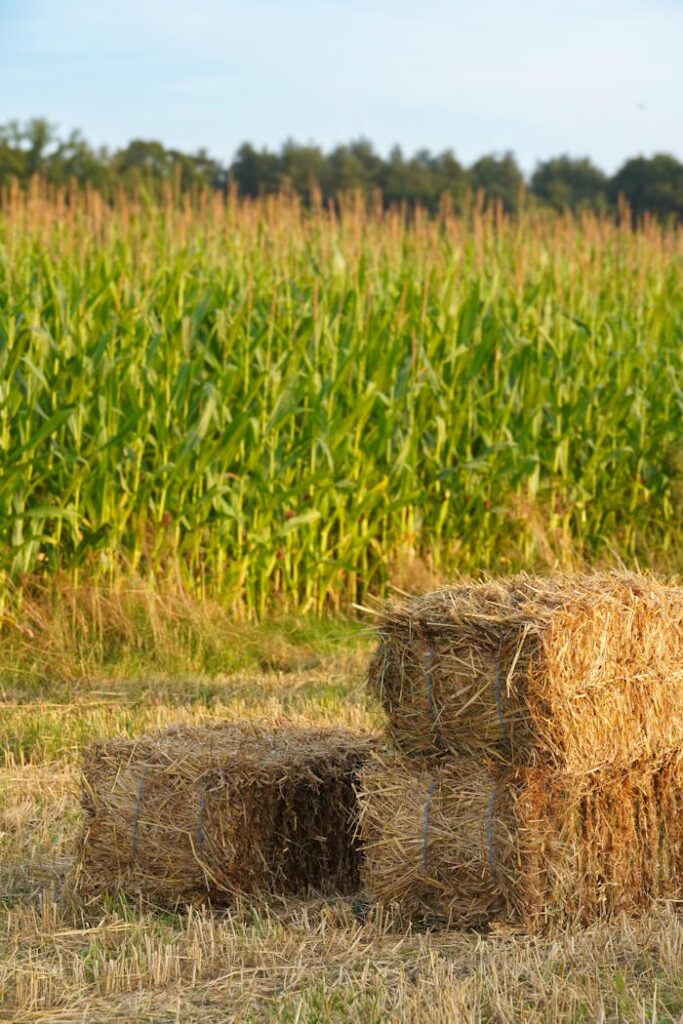 pexels photo 32995520 Sunlit bales of hay stacked near a cornfield in Achterberg, Netherlands, during summer.
