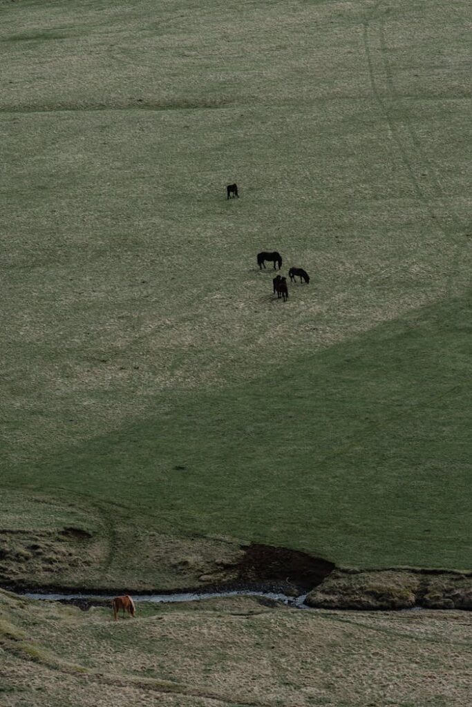 An aerial view of horses grazing on a vast green field with a small stream flowing nearby.